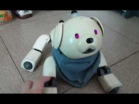 How about my Aibo scarf?