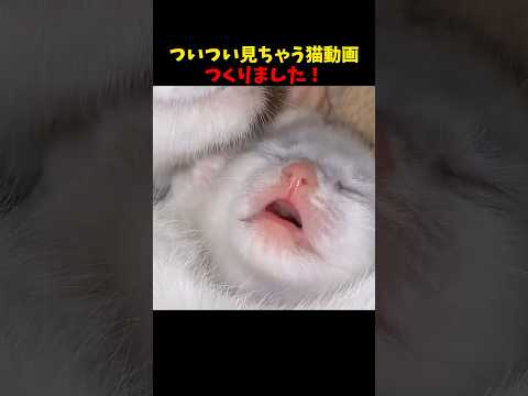 猫の動画サムネイル - ついつい見ちゃう…🐈 #猫 #cat #cats #cute