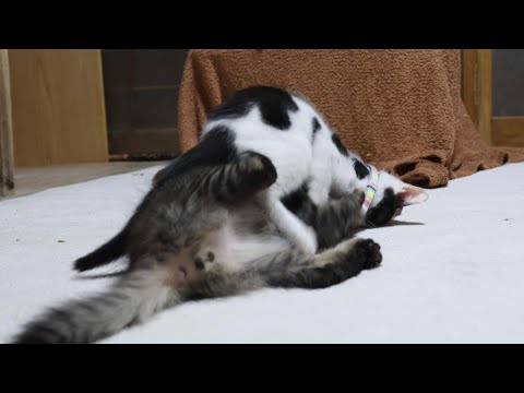 子猫たちのふわふわじゃれ合い：癒しのかわいい瞬間集 サムネイル