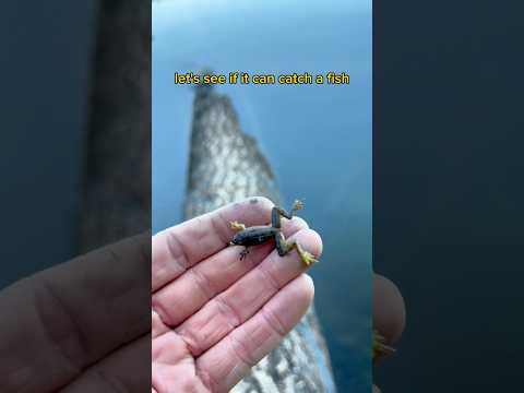 Check out this tiny frog 🐸🎣 #fishingvideos