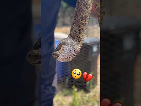 Can I stop this snakes suffering? #animals #shorts