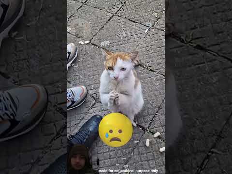 Yeh kya tha yrr bhai #cat #funny #animals #quran #facts #lifeisbutadream #quranmakeed #pets #nasr