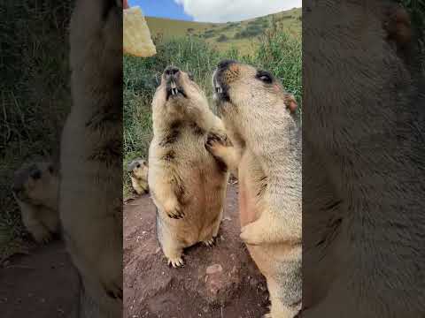 Cute wild animals bobak marmot  69
