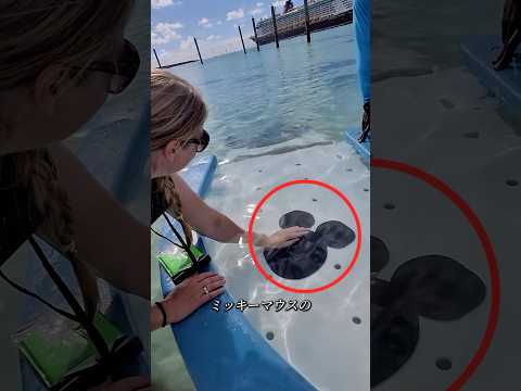 このステッカーに触れたら、信じられない海の生き物が現れたんです😱#shortvideo