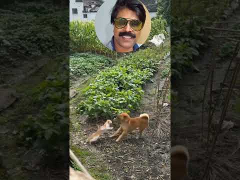 😅പൂച്ച സാറിനെ കുറിച്ച് പട്ടിക്ക് കൂടുതൽ അറിയില്ല എന്ന് തോന്നുന്നു⚡😀😎