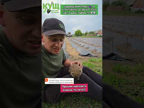 Все просять ЙОЖИКА. Ну нате))) #кущ #панянка75а #полтава #0668317625
