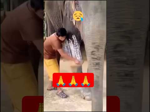 #god #mercy #elephant #positivity #shortsvideo #shorts #viralshort #trending #tamil #love #life #new