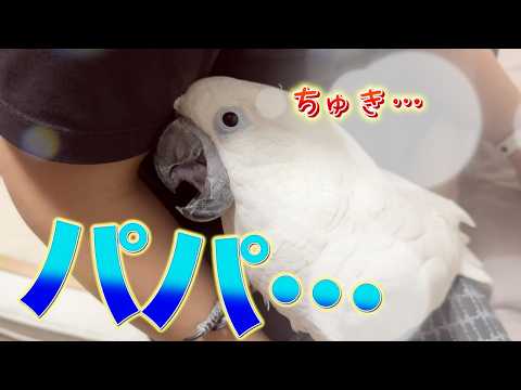 珍しくママっこオウムがパパに甘えてきた！その真相とは…？