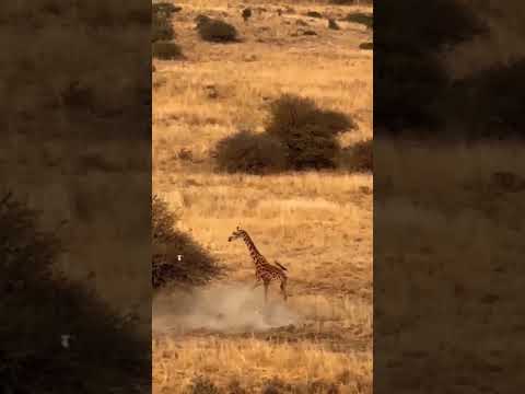Lion Hunts Baby Giraffe, Hyenas Steal Kill 😲 No rules in the Jungle #shorts #lion #viral