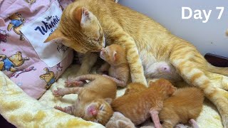First Look at the World! Kittens Open Their Eyes (Day 7)