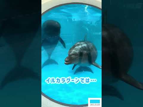 猫の動画サムネイル - イルカたちからのお願い🐬