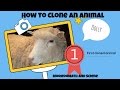 Animal Cloning and Dolly the Sheep