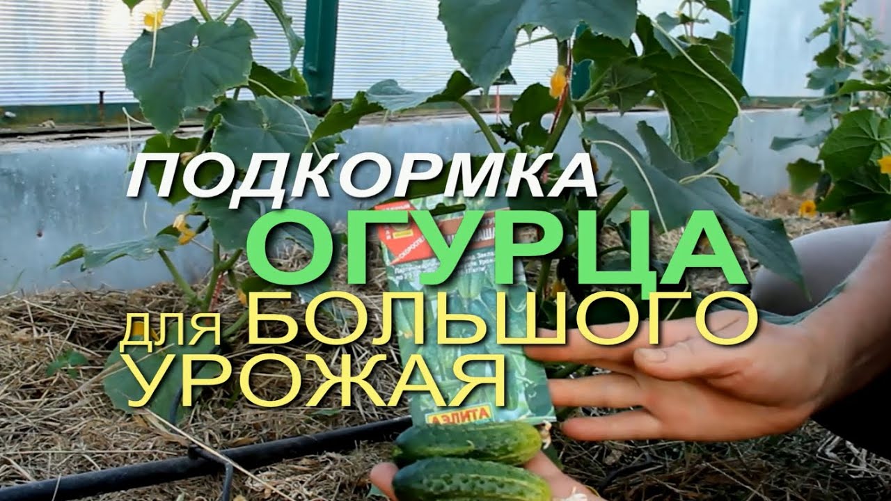 Сделайте такую подкормку и огурцы вас завалят урожаем!