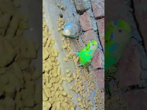 Australia Parall blue and green