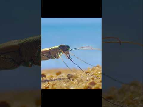 Too Fast to See: The Blazing Life of the Tiger Beetle #video #wildlife #animals #shorts