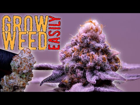 I FOUND MY PRIZED PHENO & REVEGGED HER! GROWING WEED FROM SEED TO HARVEST (REVEGING TIMELAPSE)