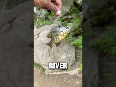 Leaving a Live Bluegill in the River OVERNIGHT