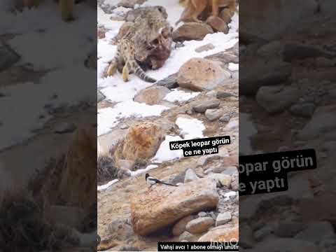 köpek leopar görünce bakın ne yaptı #belgesel #aslan #keşfet #adana #köpek #evdeneve #kurt #a #kar