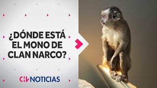 ¿DÓNDE ESTÁ? La historia del mono extraviado que vivía en casa de clan narco en Melipilla