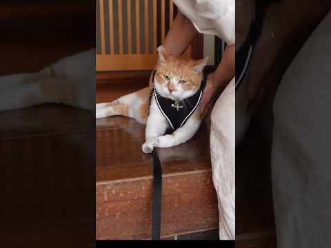 猫チャチャが突然やる気を失う瞬間を紹介【癒しと笑いの動画】 サムネイル