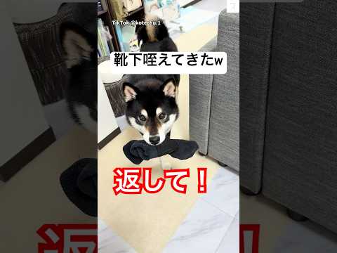 犬の動画サムネイル - 返して‼️ママを見つめる目が可愛すぎる☺️ #柴犬　#黒柴　#犬　#かわいい犬 #かわいい