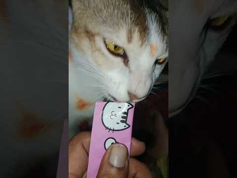 Cat Love Just Eating Cat Chocolate 🤕Most Favorite 🥰#cat #catfunny #funny #catvideos #pets