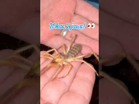 Alien looking arachnid! #alien #spider #pets #creepy #fyp #shorts #pets #arachnid #wildlife #exotic