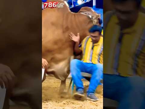 Biggest Bull At 786 Cattle Farm - Karachi Cow Mandi 2025 - Bakra Mandi 2024 #shorts #animals #cow