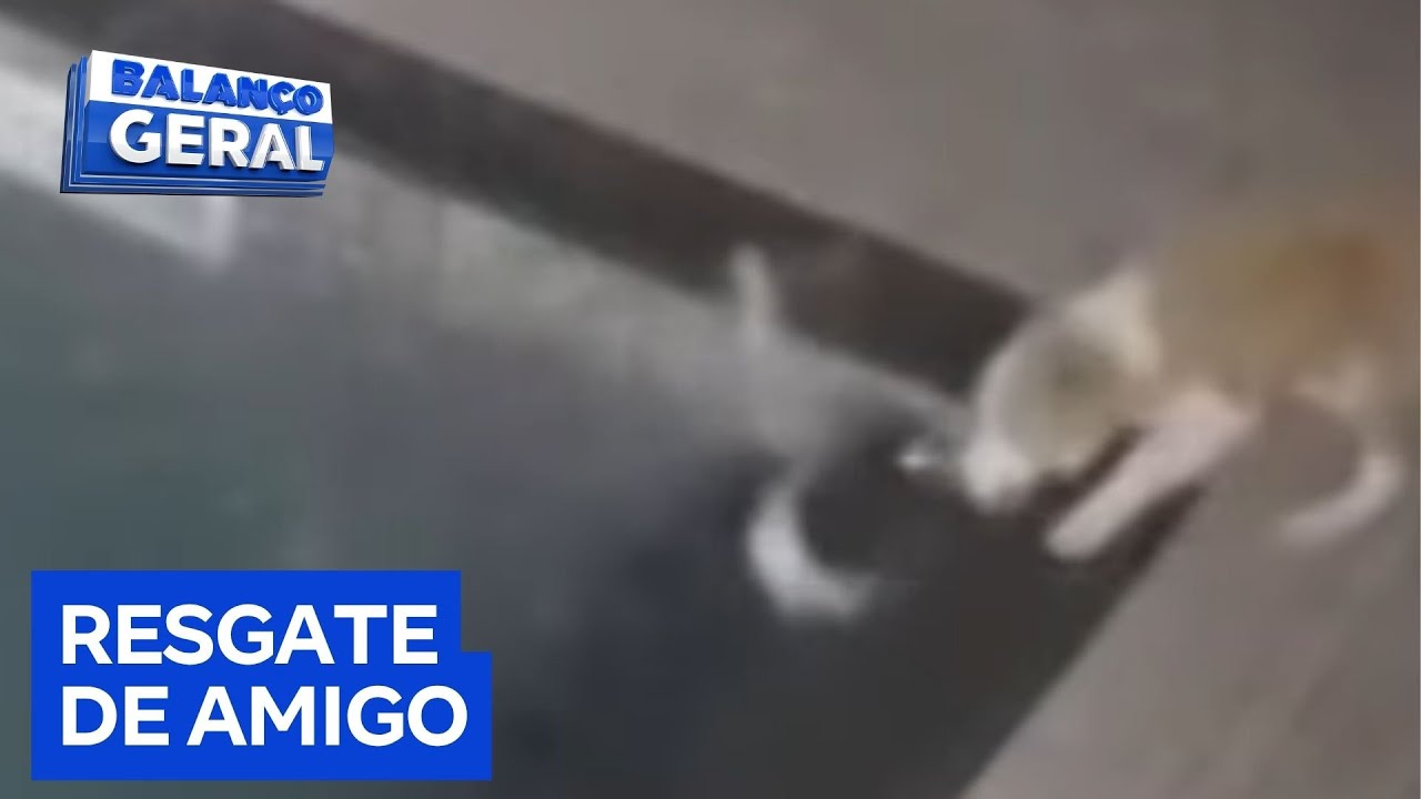 Cão ajuda a salvar amigo na piscina