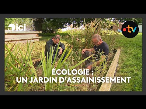 Des plantes installées dans des bassins au fond du jardin pour assainir les eaux usées de la maison