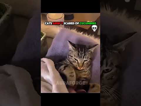 LAST ONE GOT SO SCARED | CATS ARENT SCARED OF CUCUMBERS
