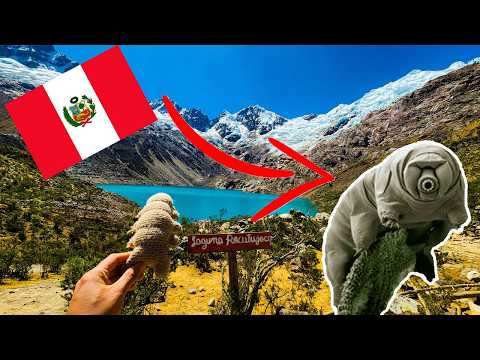 🇵🇪 VIAJAMOS A PERÚ PARA BUSCAR TARDÍGRADOS!!