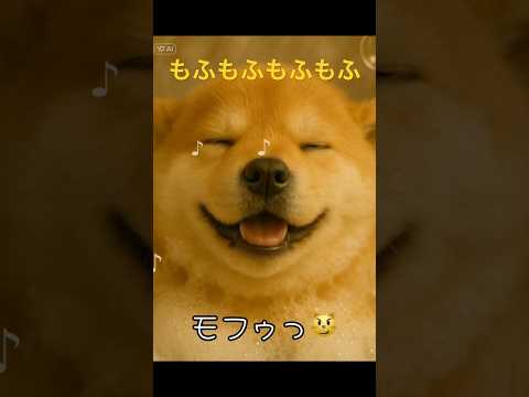 おれのとりこになってくれたかな??🐶❤️ぽっちゃり柴犬もふまるの日常🐶❤️ #柴犬 #癒し動画 #癒し #かわいい #おもしろ #犬