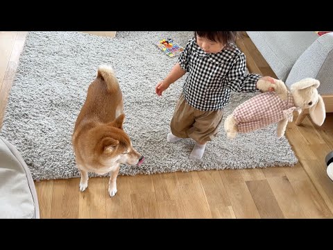 次女の宝物をガブしてしまいお説教される柴犬