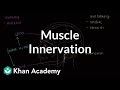 Exploring Muscle Control and Nervous System Functions