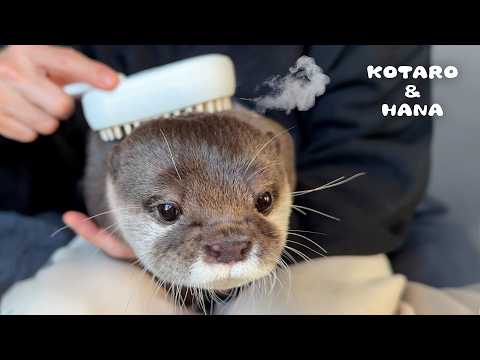 はじめてのスチームブラシにとろけるカワウソ　Otters Try a Relaxing Steam Brush Massage