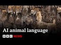 Understanding Bat Communication