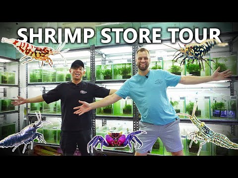 Exotic SHRIMP STORE TOUR! 160+ Tanks of RARE Speci The most EPIC  shrimp store in the world located in Singapore with over 160 aquariums of rare and ex