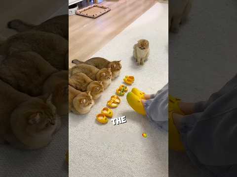 Fruits and vegetables can actually be used to make shoes for kittens ! #cat #cute