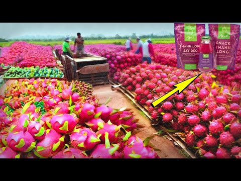 Asia's Largest Dragon Fruit Farm Harvesting & Processing - Billion Dollar Fruit Growing Agriculture