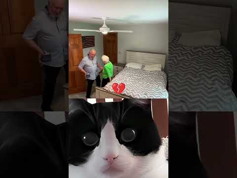Omg 🙀 #cat #meme #funny #song #dance #shorts