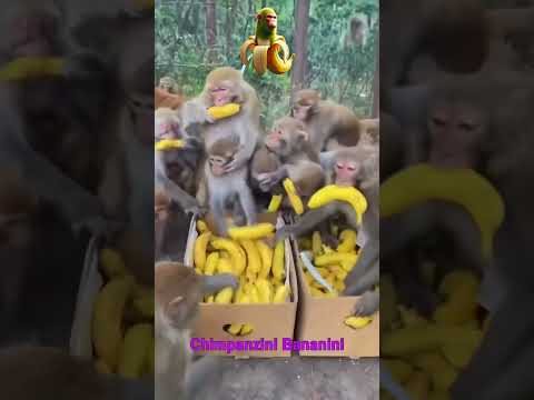 ITALIAN BRAINROT IN REAL LIFE LIKE - 2 β¦ππ€£ #brainrot #italianbrainrot #lirililarila #memes #shorts