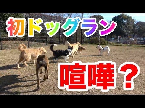 ドッグランに初めて子犬が行った結果ガチ喧嘩に・・・　in 昭和記念公園