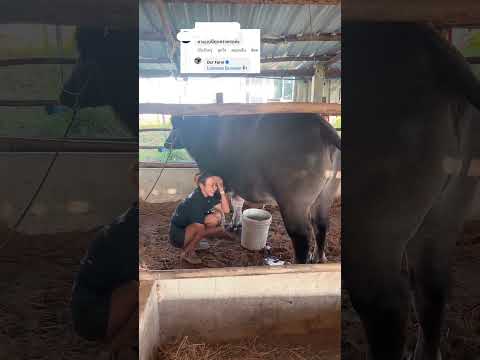 ผิดคิวนิดหน่อย🤣 #funny #baffalo #animals #น้องควายฉลาดแสนรู้ #viralvideo #dcrfarm