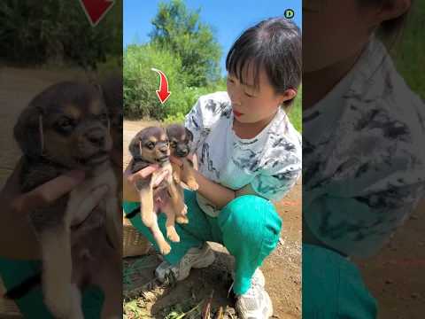 इस Mahila को कूड़ेदान me मिले 2 नन्हे puppies !! 🥰 😭 ❤️