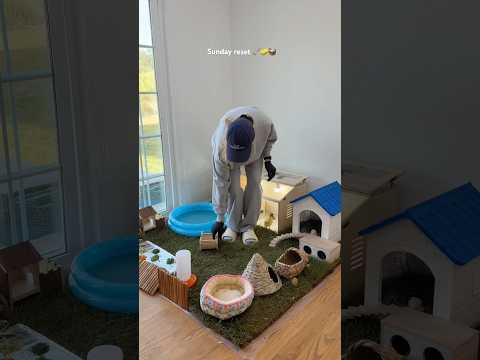 Sunday reset 🐥🧹🧺🫧#reset #cleaning #duckling #asmrsounds #shortvideos