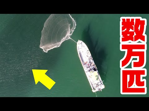 【衝撃】数万匹の高級魚の大群に船から投網を打つと…