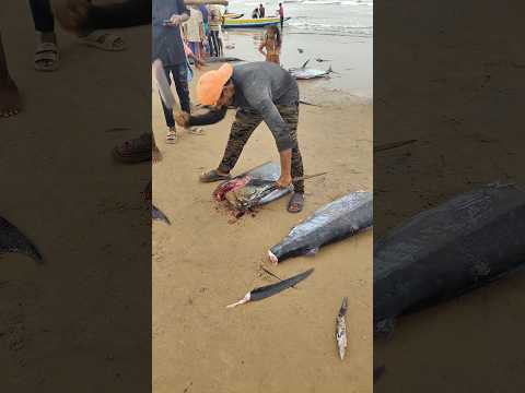 black King fish cutting చేస్తున్నారు #bigfish #fishing #seafood #fish #localboynaveen