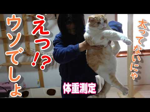 猫の体重測定〜ダイエットの為に巨大キャットホイールに挑戦【スコティッシュフォールド】【アビシニアン】