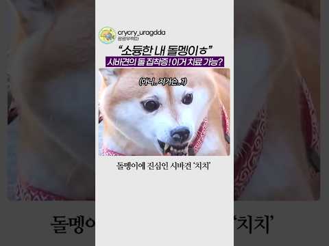 돌덕후 시바견ㅋ